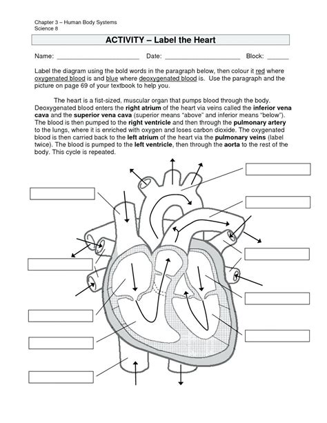 the circulatory system worksheet answers pogil